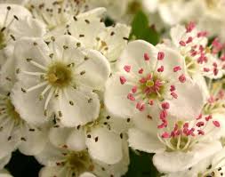 Attēlu rezultāti vaicājumam “Crataegus monogyna”