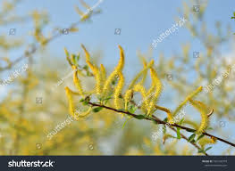 Attēlu rezultāti vaicājumam “Salix triandra male flower”