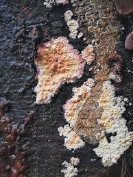 Attēlu rezultāti vaicājumam “Crustoderma dryinum”