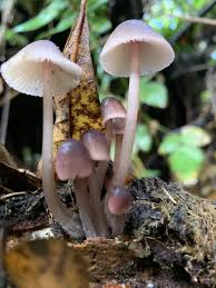 Attēlu rezultāti vaicājumam “Mycena belliarum”