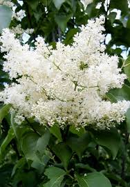 Attēlu rezultāti vaicājumam “Syringa reticulata subsp. amurensis flower”