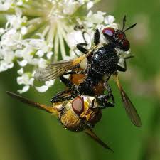 Attēlu rezultāti vaicājumam “Gymnosoma sp.”