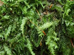 Attēlu rezultāti vaicājumam “Plagiothecium denticulatum”