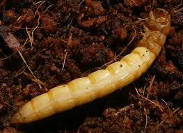 Attēlu rezultāti vaicājumam “Prionychus ater”