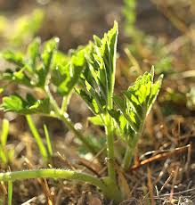 Attēlu rezultāti vaicājumam “Heracleum sphondylium subsp. sibiricum fruit”
