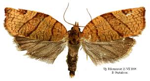 Attēlu rezultāti vaicājumam “Pandemis cerasana”