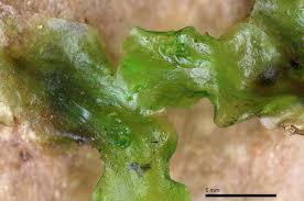 Attēlu rezultāti vaicājumam “Blasia pusilla sporophyte”