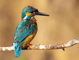 Attēlu rezultāti vaicājumam “Alcedo atthis nest”