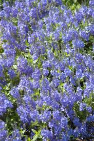 Attēlu rezultāti vaicājumam “Veronica austriaca subsp. teucrium leaf”