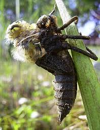 Attēlu rezultāti vaicājumam “Libellula quadrimaculata imago”