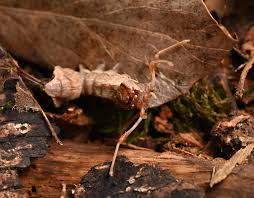 Attēlu rezultāti vaicājumam “Stauropus fagi”