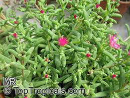 Image result for Mesembryanthemum criniflorum