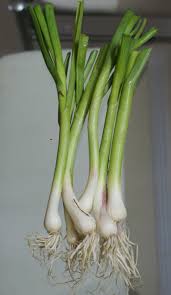 Attēlu rezultāti vaicājumam “Allium sativum fruit”