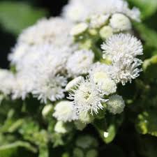 Image result for Leberbalsam