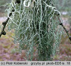 Attēlu rezultāti vaicājumam “Evernia divaricata”