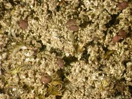 Attēlu rezultāti vaicājumam “Cladonia parasitica”