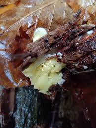 Attēlu rezultāti vaicājumam “Flaviporus citrinellus”