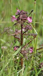Attēlu rezultāti vaicājumam “Pedicularis palustris fruit”