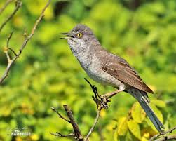 Attēlu rezultāti vaicājumam “Sylvia nisoria”