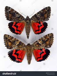 Attēlu rezultāti vaicājumam “Catocala sponsa”