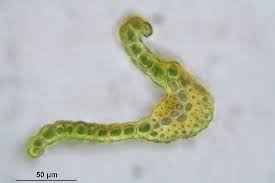 Attēlu rezultāti vaicājumam “Hymenostylium recurvirostrum macro”