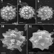 Attēlu rezultāti vaicājumam “Comatricha elegans var. microspora spores”