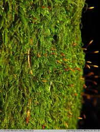 Attēlu rezultāti vaicājumam “Pterigynandrum filiforme”