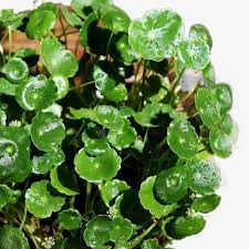 Attēlu rezultāti vaicājumam “Hydrocotyle vulgaris fruit”