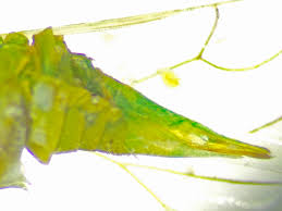 Attēlu rezultāti vaicājumam “Psylla alni”