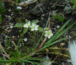 Attēlu rezultāti vaicājumam “Sagina nodosa”