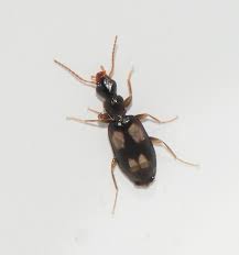 Attēlu rezultāti vaicājumam “Calodromius spilotus”