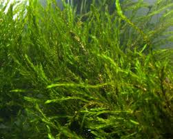 Attēlu rezultāti vaicājumam “Fontinalis antipyretica subsp. gracilis”