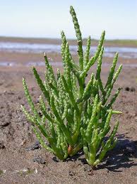 Attēlu rezultāti vaicājumam “Chenopodiaceae”