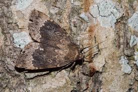 Attēlu rezultāti vaicājumam “Amphipyra perflua”