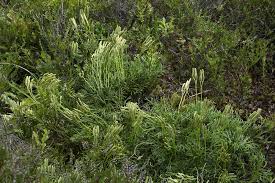 Attēlu rezultāti vaicājumam “Diphasiastrum tristachyum”