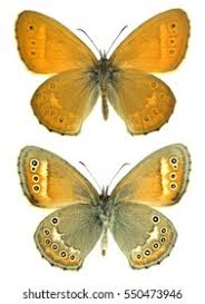 Attēlu rezultāti vaicājumam “Oeneis jutta underside”