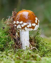 Attēlu rezultāti vaicājumam “Amanita regalis”