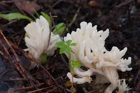 Attēlu rezultāti vaicājumam “Clavulina rugosa”