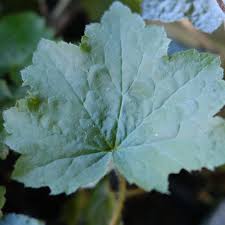 Image result for Heuchera `Palace Purple`