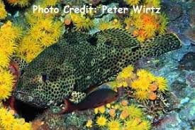 Image result for Epinephelus adscensionis