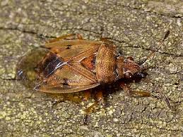 Attēlu rezultāti vaicājumam “Kleidocerys resedae”