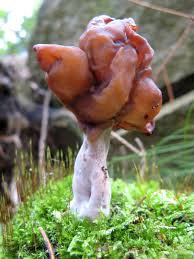 Attēlu rezultāti vaicājumam “Gyromitra infula”
