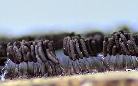 Attēlu rezultāti vaicājumam “Stemonaria irregularis”