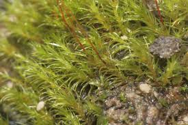 Attēlu rezultāti vaicājumam “Dicranella heteromalla sporophyte”