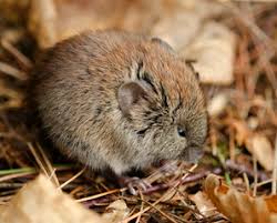 Attēlu rezultāti vaicājumam “Cricetidae”