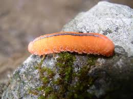 Attēlu rezultāti vaicājumam “Cimbex luteus”