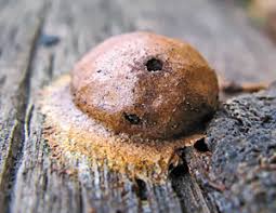 Attēlu rezultāti vaicājumam “Fuligo leviderma macro”