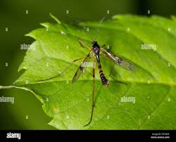 Attēlu rezultāti vaicājumam “Ptychoptera sp.”