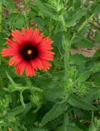 Image result for Gaillardia amblyodon