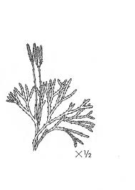 Attēlu rezultāti vaicājumam “Diphasium complanatum”